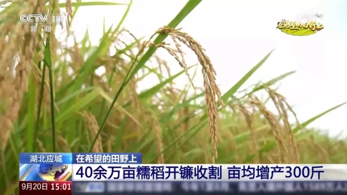 央视聚焦！7790必发集团中国这台“收稻神器”刷屏湖北旷野